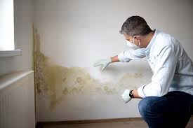 Best Basement Mold Removal in Concord, VA